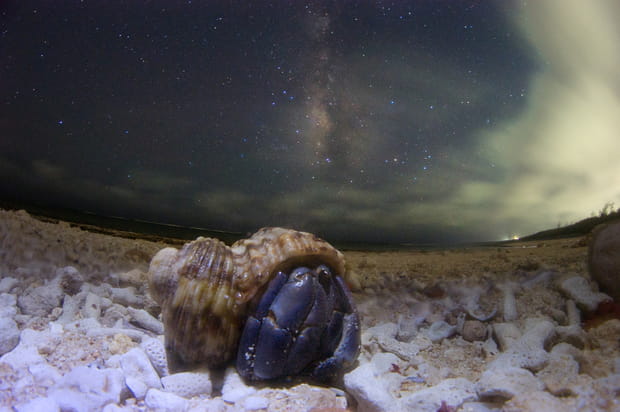 Le bernard-l'hermite et la Voie Lactée