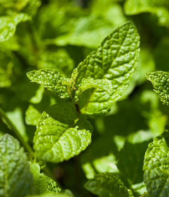 Remplacer l'insecticide anti-fourmi par des aromates