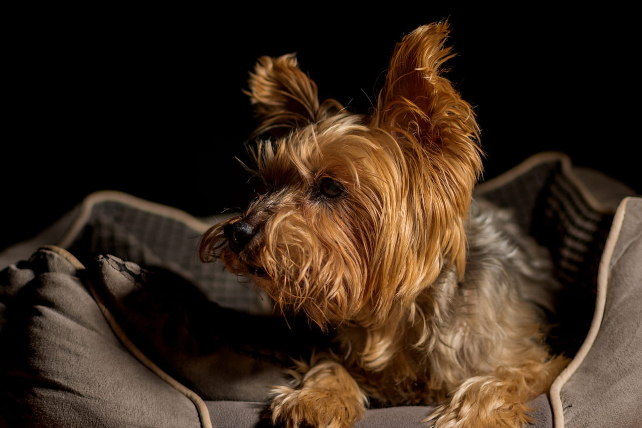 Somme. "Rien ne peut le consoler..." Ce qui est arrivÃ© Ã  ce petit chien de 14Â ans Ã©meut...