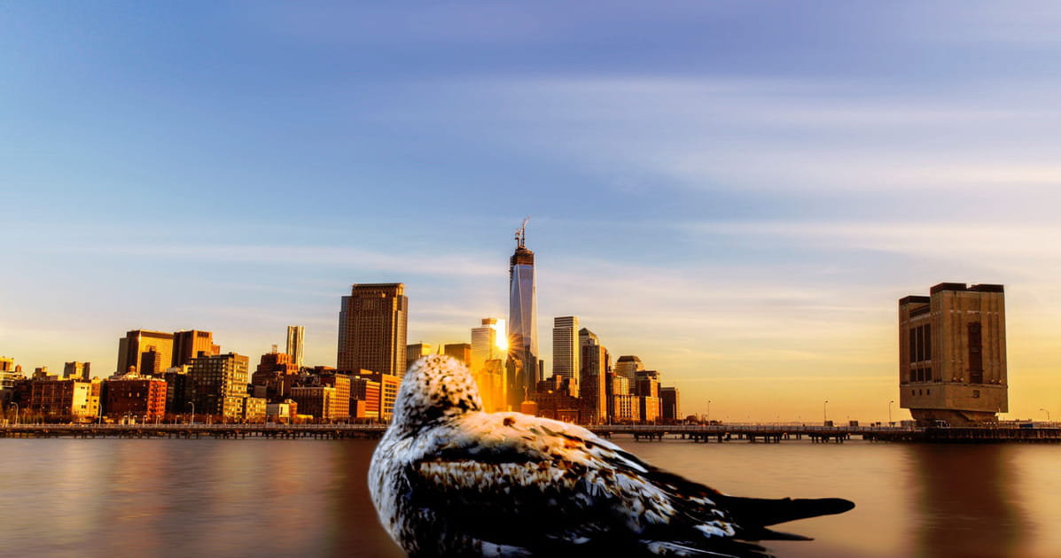 Mouette face &agrave; la skyline