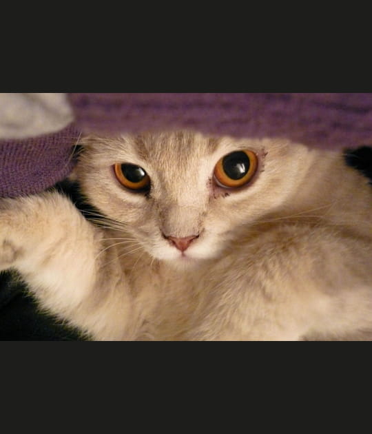 Chaton polisson