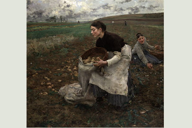 La récolte des pommes de terre