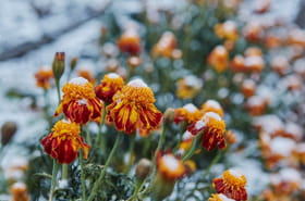 Il ne faut pas les oublier&nbsp;: ces plantes sont &agrave; arroser m&ecirc;me en hiver