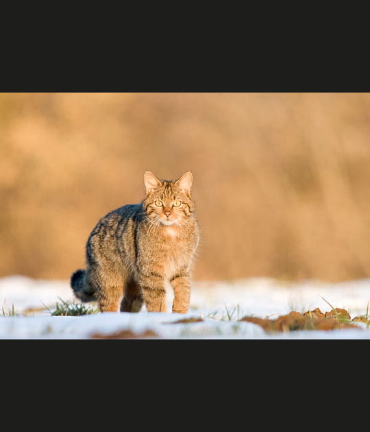 Le chat forestier en gros plan