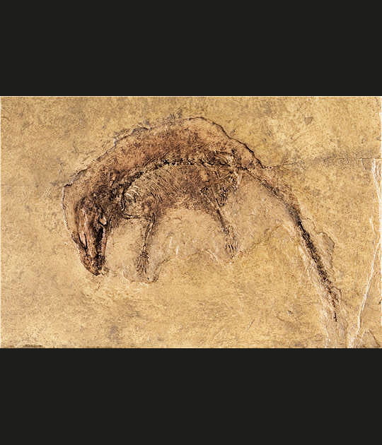Le plus ancien mammif&egrave;re placentaire