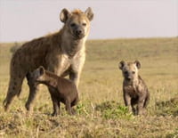 Premiers pas dans la savane : Le temps des épreuves