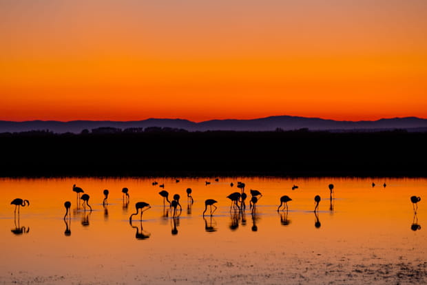 Rougeoyante Camargue