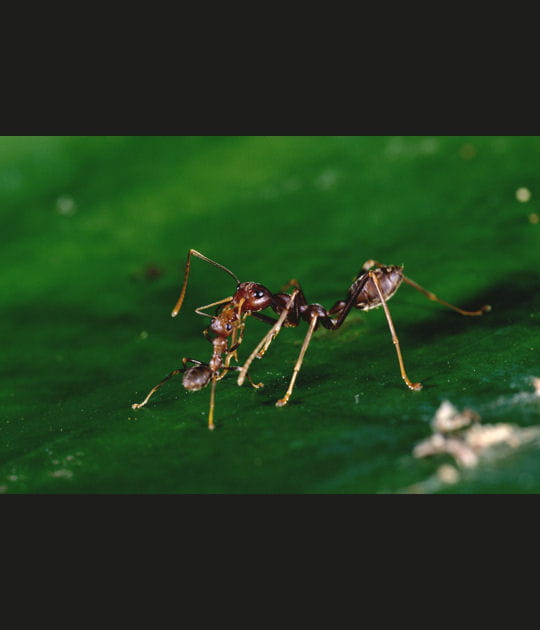 La solidarit&eacute; des fourmis