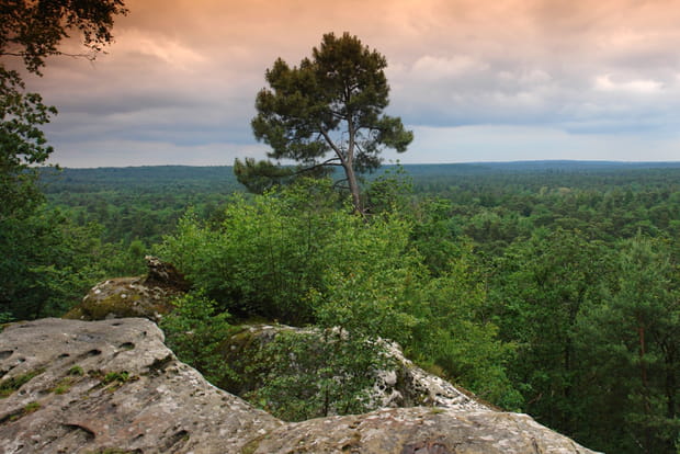 La forêt de Fontainebleau, Île-de-France