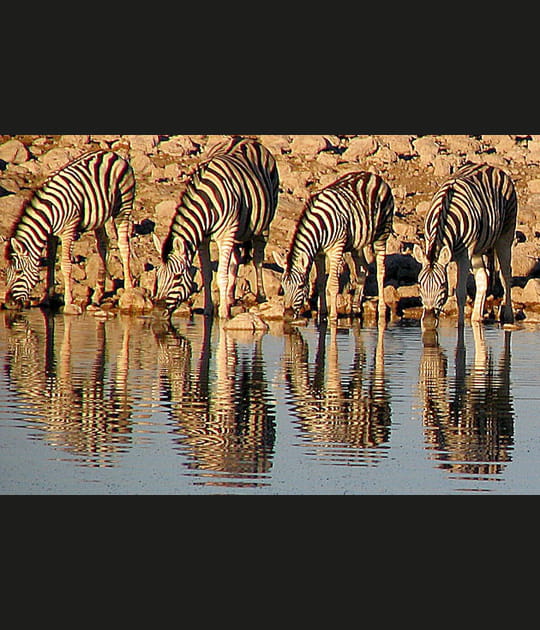 Soif de z&egrave;bres