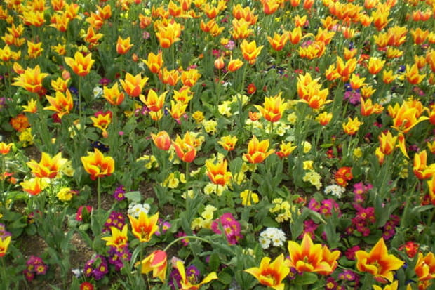 Les tulipes, originaires d'Anatolie