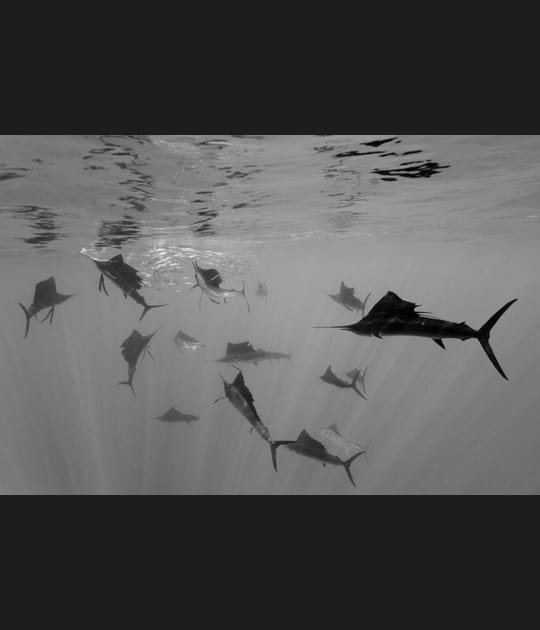 Atlantic sailfish attack Spanish sardines