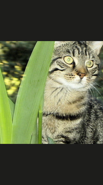 Un chat avec des moufles...