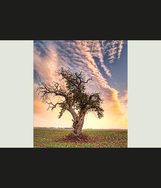 Arbre esseul&eacute;