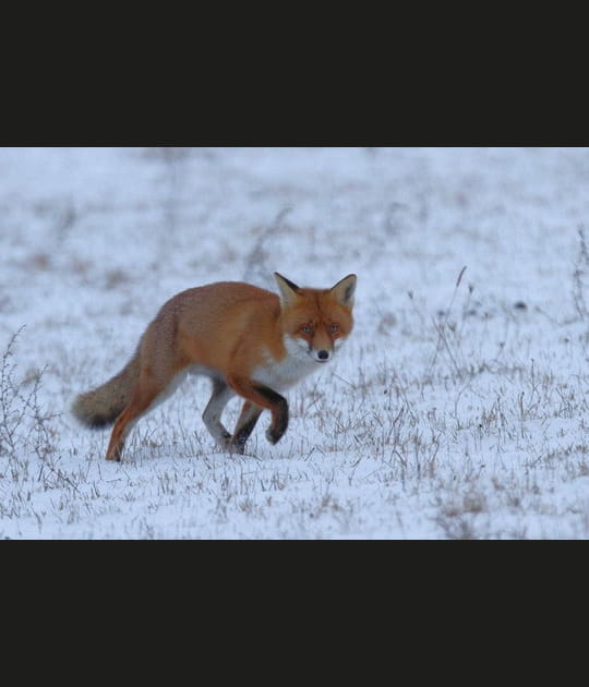Le renard