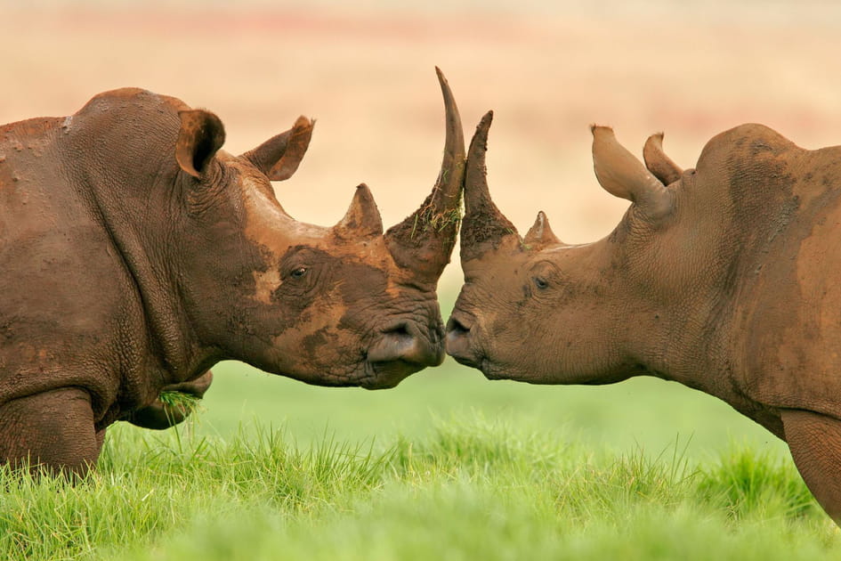 Rhinoc&eacute;ros amoureux