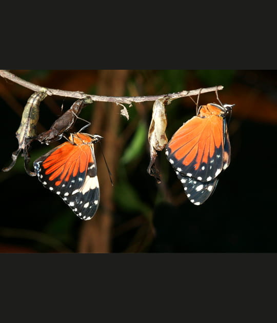 Papillons