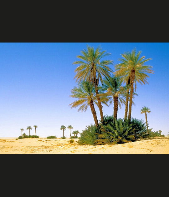 Au Niger, l'oasis de Fachi