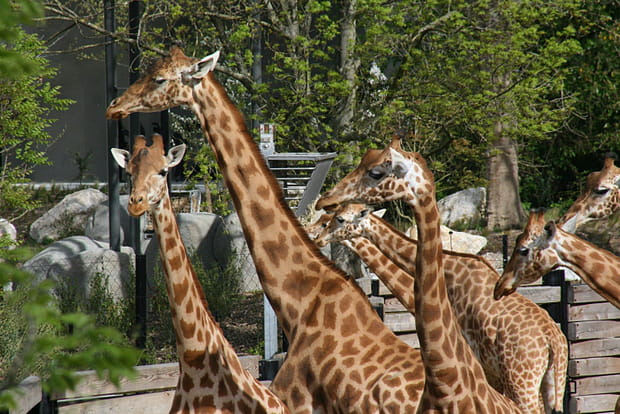 Les girafes d'Afrique de l'Ouest