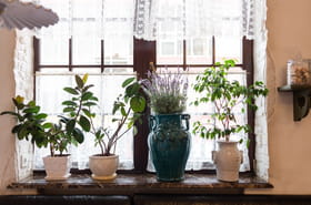 Cette plante peut provoquer des pens&eacute;es suicidaires&nbsp;: voici o&ugrave; elle se cache