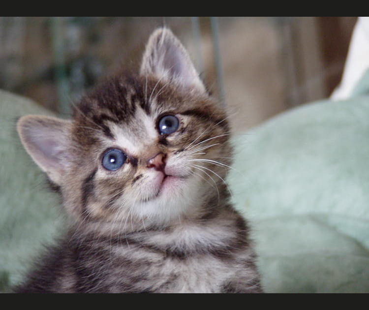 Yeux de billes
