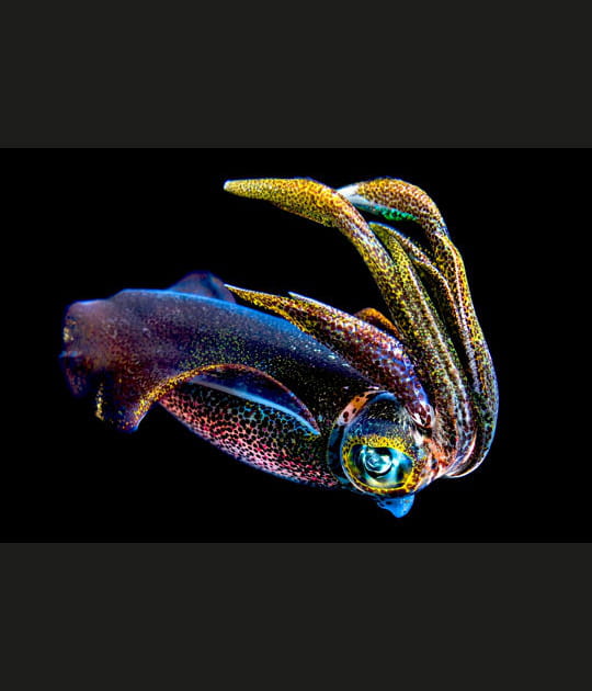 Calamar multicolore