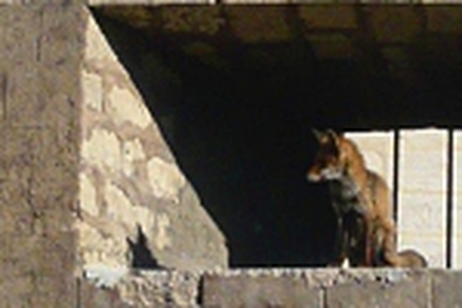 Roméo, le renard qui voulait voir le ciel de plus près