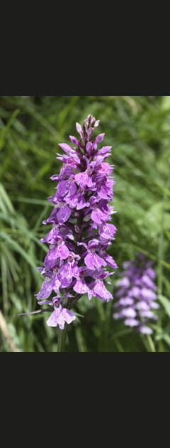 L'orchid&eacute;e sauvage