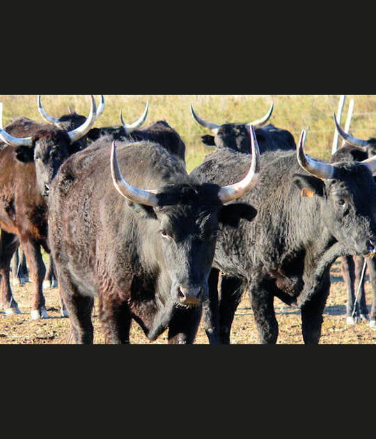 Le taureau de Camargue