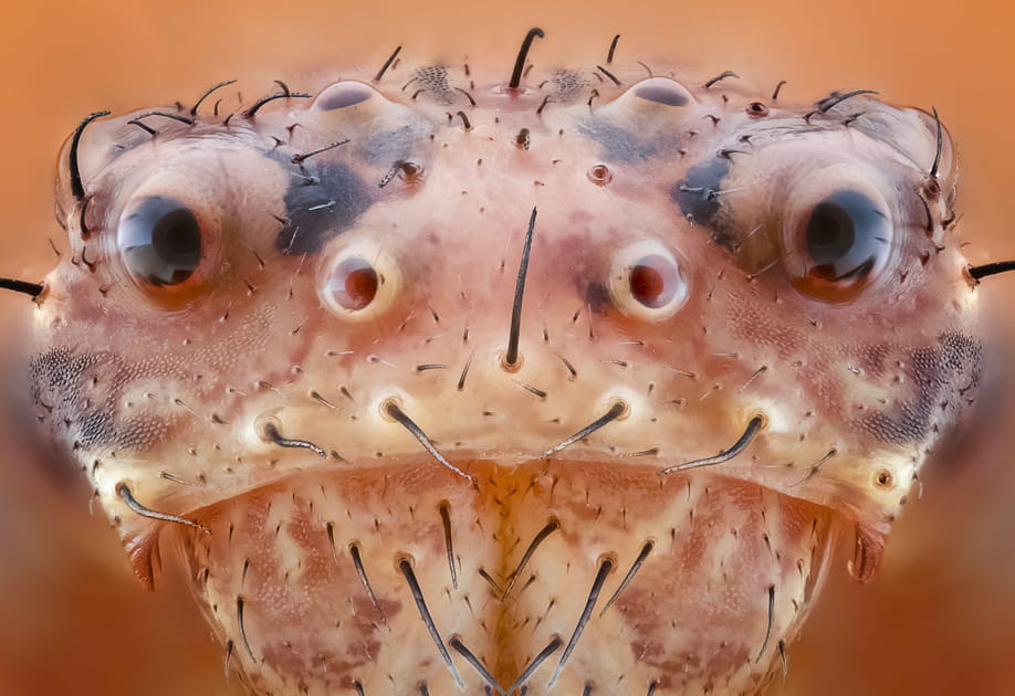 Araign&eacute;e-crabe