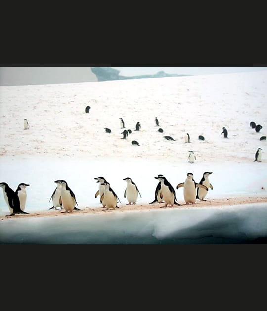 Le conciliabule des manchots &agrave; jugulaire