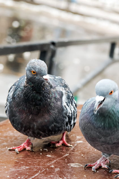 Pourquoi votre enfant ne doit surtout pas toucher les fientes de pigeon&nbsp;?