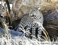 Planète safari : Sabi Sabi, la piste du léopard