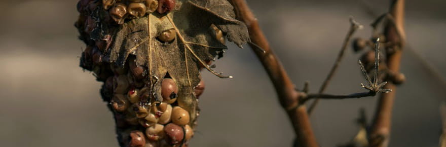 Affect&eacute;s par le feu, les viticulteurs des Corbi&egrave;res attendent l'aide de l'Etat