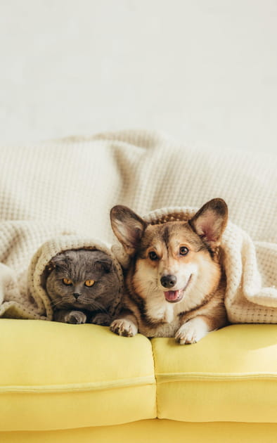 Faut-il prendre des mesures pour les animaux de compagnie&nbsp;?