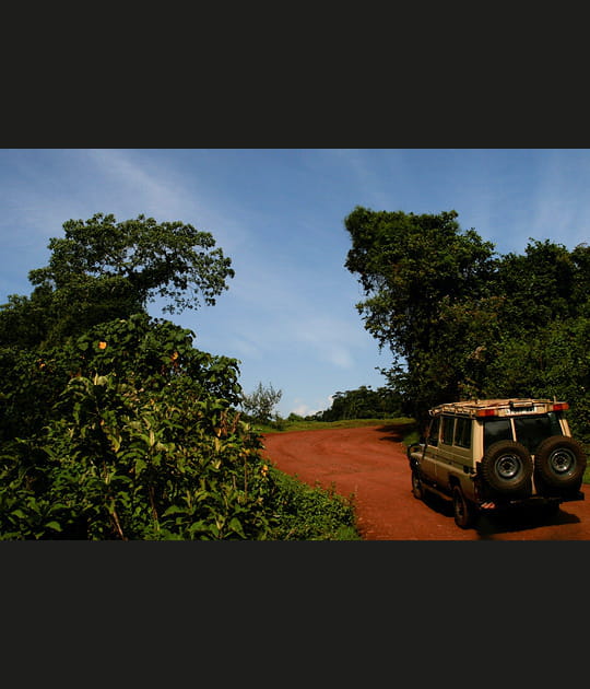 Dans les grands parcs de Tanzanie