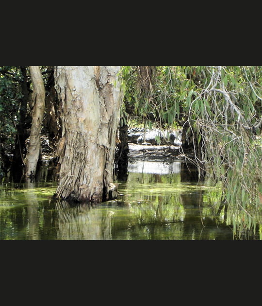 Au pays des crocodiles