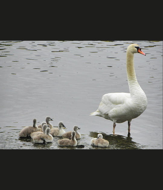 Cygne avec ses petits