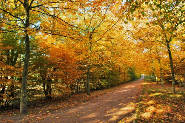 Dans les bois