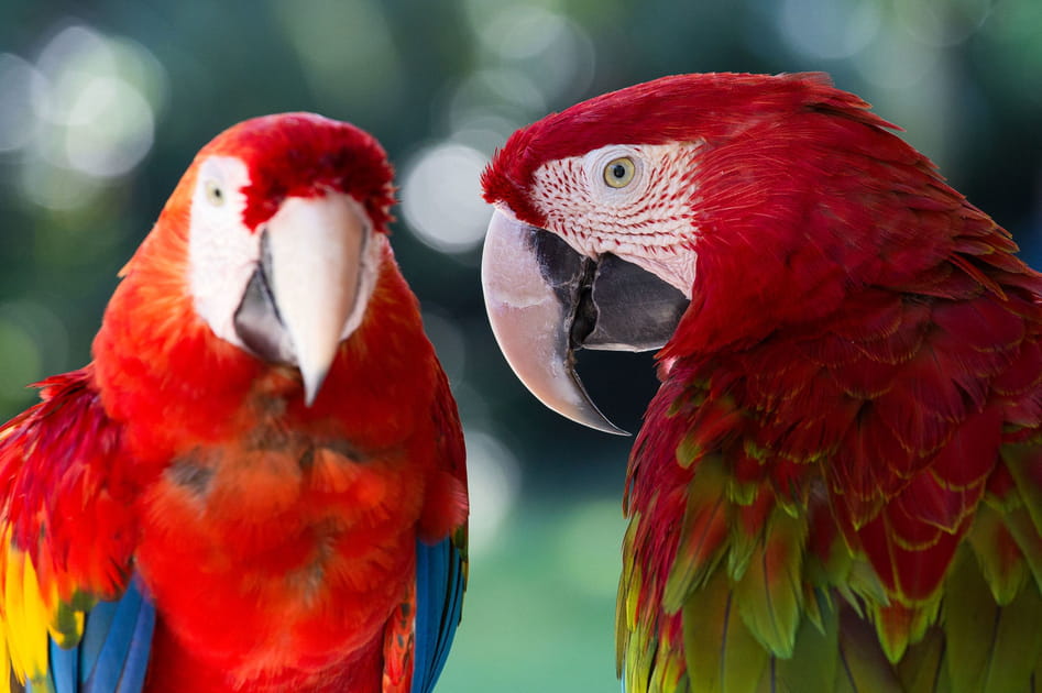 Le Bali Bird Park