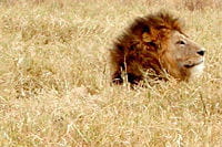 un lion dans la réserve d'arusha en tanzanie