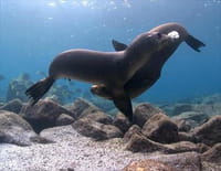 Merveilles du golfe de Californie