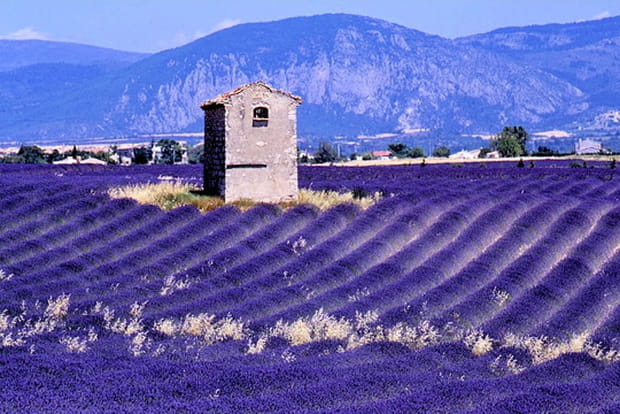 Lavande à perte de vue en Provence