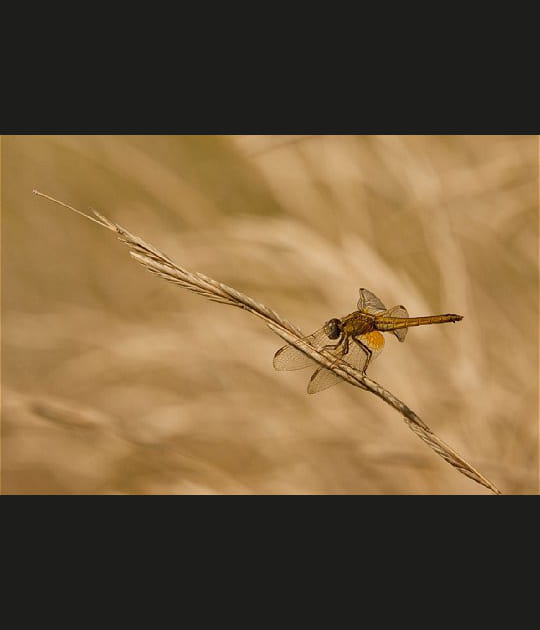 Funambule la libellule
