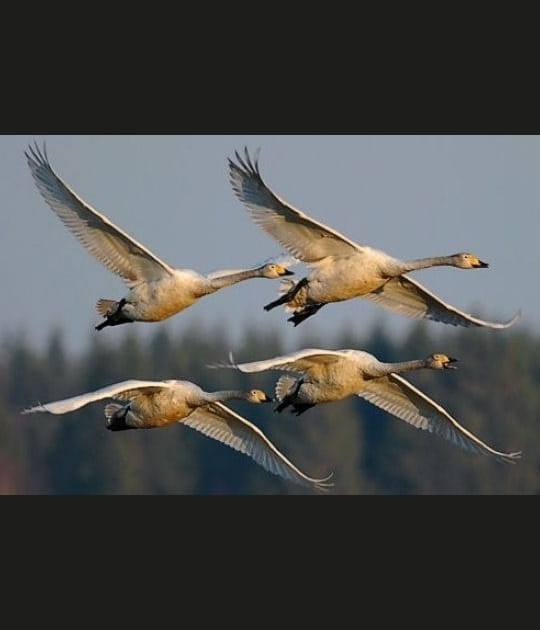 Migration