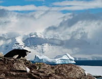 La face sauvage de la planète