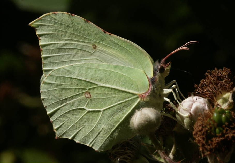 Papillon-feuille