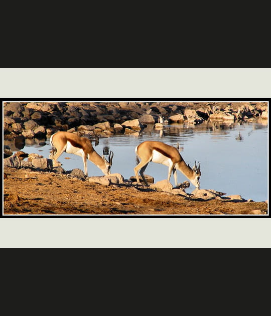 Springboks