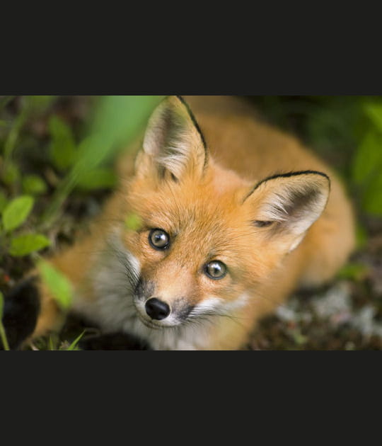 La ruse l&eacute;gendaire du renard