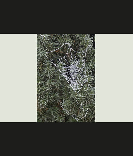 Toile d'&eacute;peire